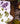 Flour Sack Dish Towel - Olives Grape