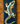 3x6 Gecko