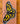 3x6 Butterfly